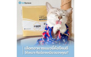 Vetsynova อาหารแมวยี่ห้อไหนดี วิธีเลือกอาหารแมว