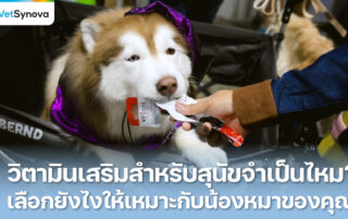Vetsynova บทความ อาหารเสริมสำหรับหมา จำเป็นไหม