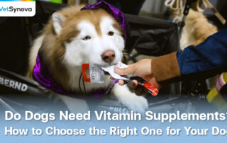 Vetsynova article do dog need dog supplement