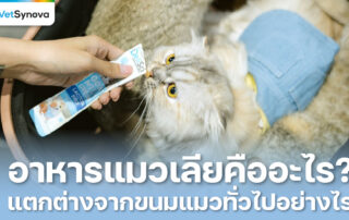 Vetsynova บทความ อาหารแมวเลียคืออะไร