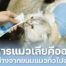 Vetsynova บทความ อาหารแมวเลียคืออะไร