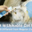 Vetsynova Article what is lickable cat food
