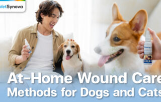 Vetsynova Blog Pet wound care at home