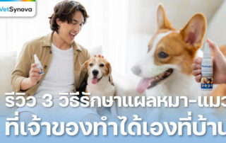 Vetsynova บทความ รักษาแผลสัตว์เลี้ยงด้วยตัวเองที่บ้าน