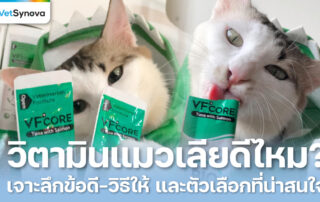 Vetsynova บทความ วิตามินแมวเลียดีไหม