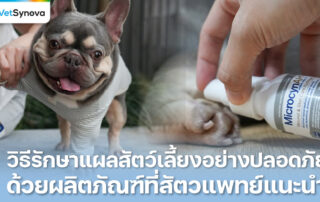 Vetsynova บทความ วิธีรักษาแผลสัตว์เลี้ยง