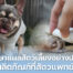 Vetsynova บทความ วิธีรักษาแผลสัตว์เลี้ยง