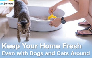 VetSynova Article Eliminates Pet Odor at Home