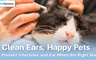 Vetsynova Article Cleaning Pet ears