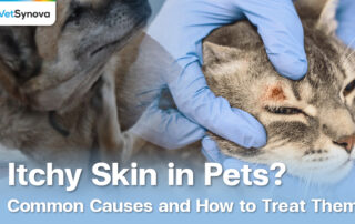 Vetsynova Article Pet skin disease