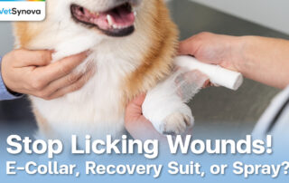 Vetsynova Article dog licking the wound