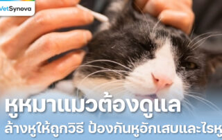 Vetsynova บทความ ทำความสะอาดหูสัตว์เลี้ยง