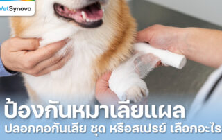 Vetsynova บทความ หมาเลียแผลผ่าตัด