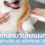Vetsynova บทความ หมาเลียแผลผ่าตัด